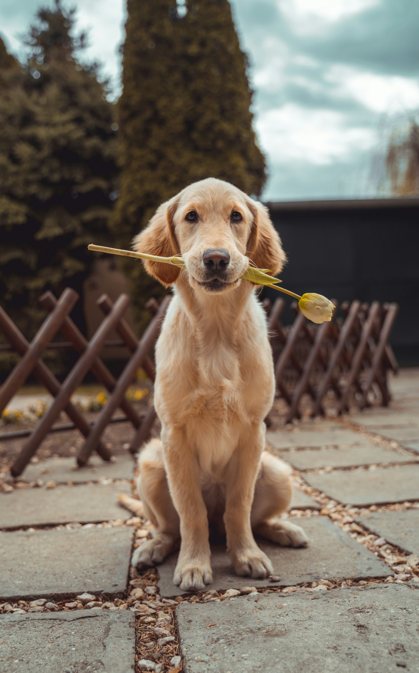 户外散步中的金毛犬