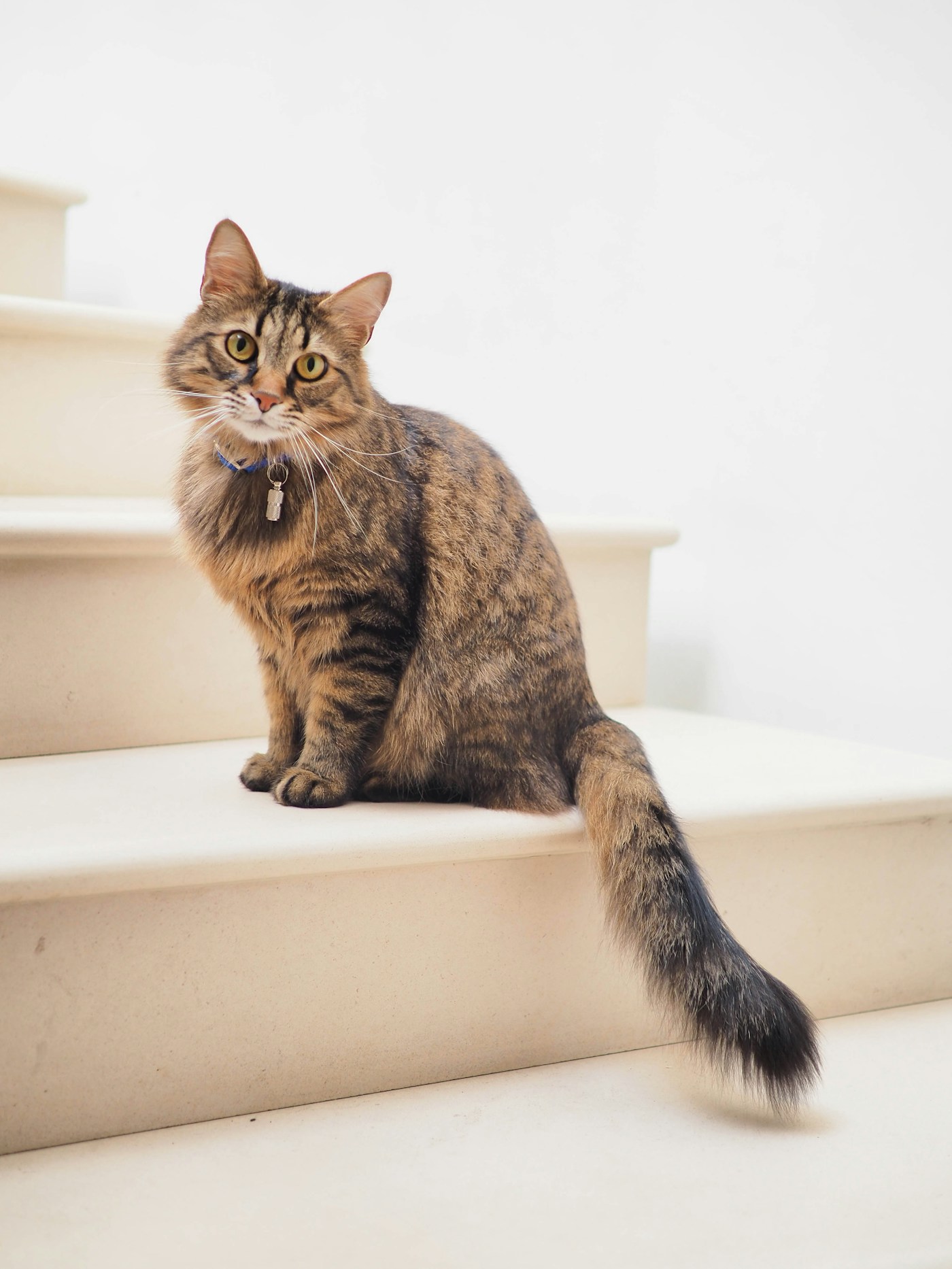 安静坐着的虎斑猫